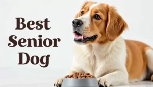 Best Senior Dog Food