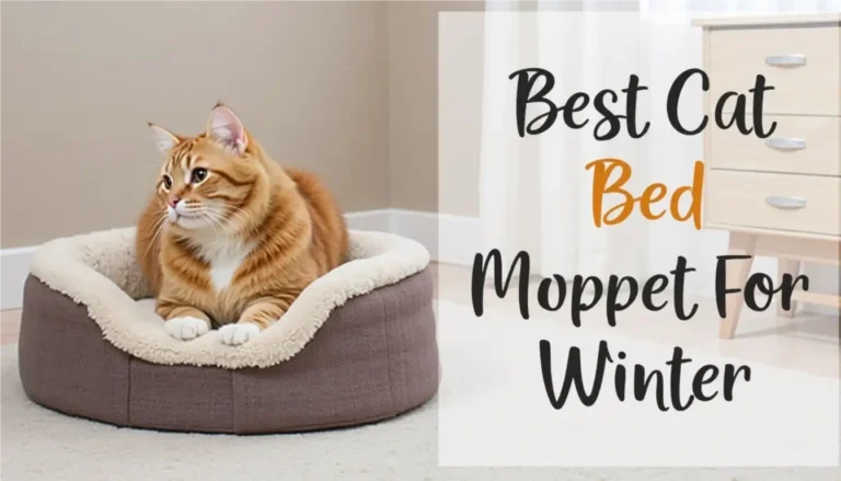Best Cat Bed for Winter